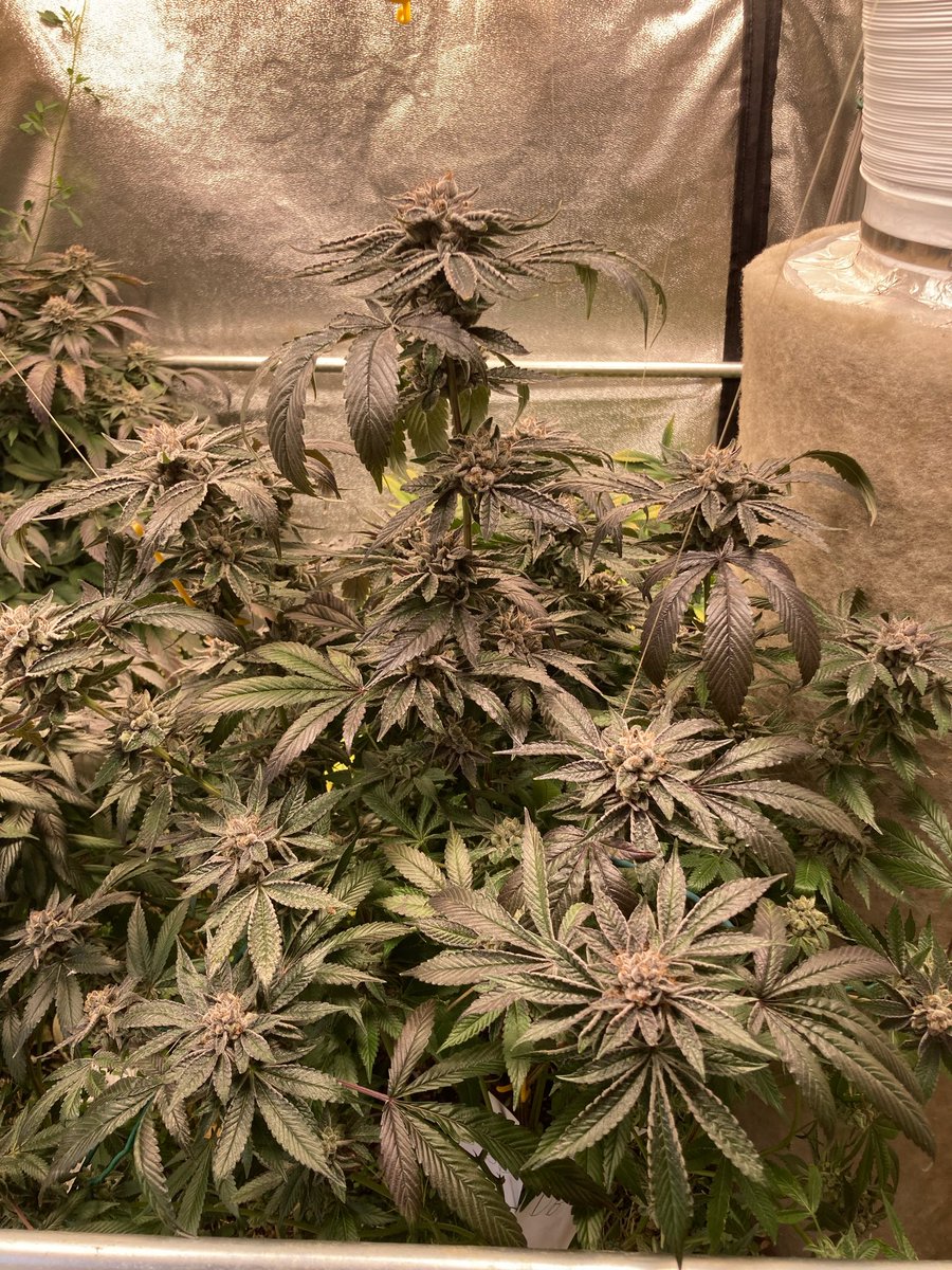 SunsetJohny's tweet photo. GML cut of Death Bubba on harvest. day 70 https://t.co/o3ZIiarhzz