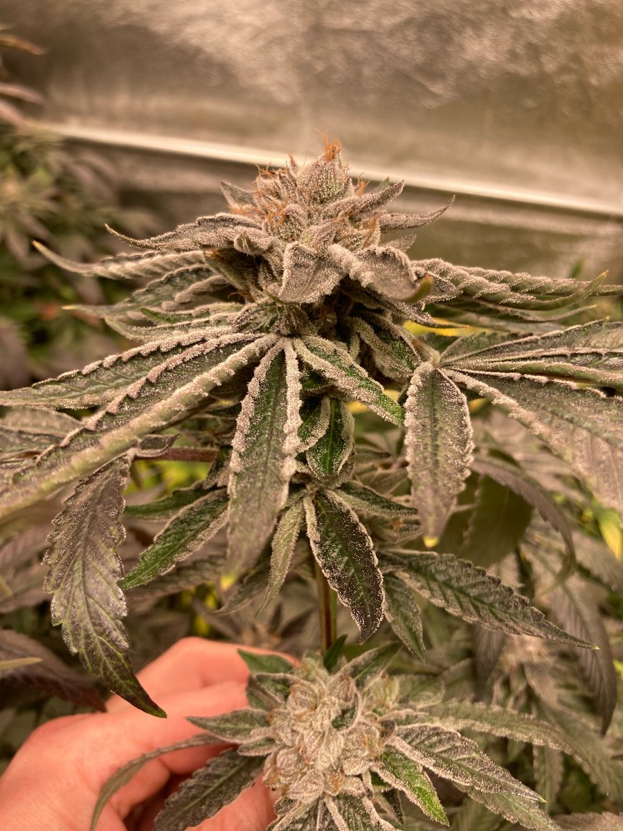 SunsetJohny's tweet photo. GML cut of Death Bubba on harvest. day 70 https://t.co/o3ZIiarhzz