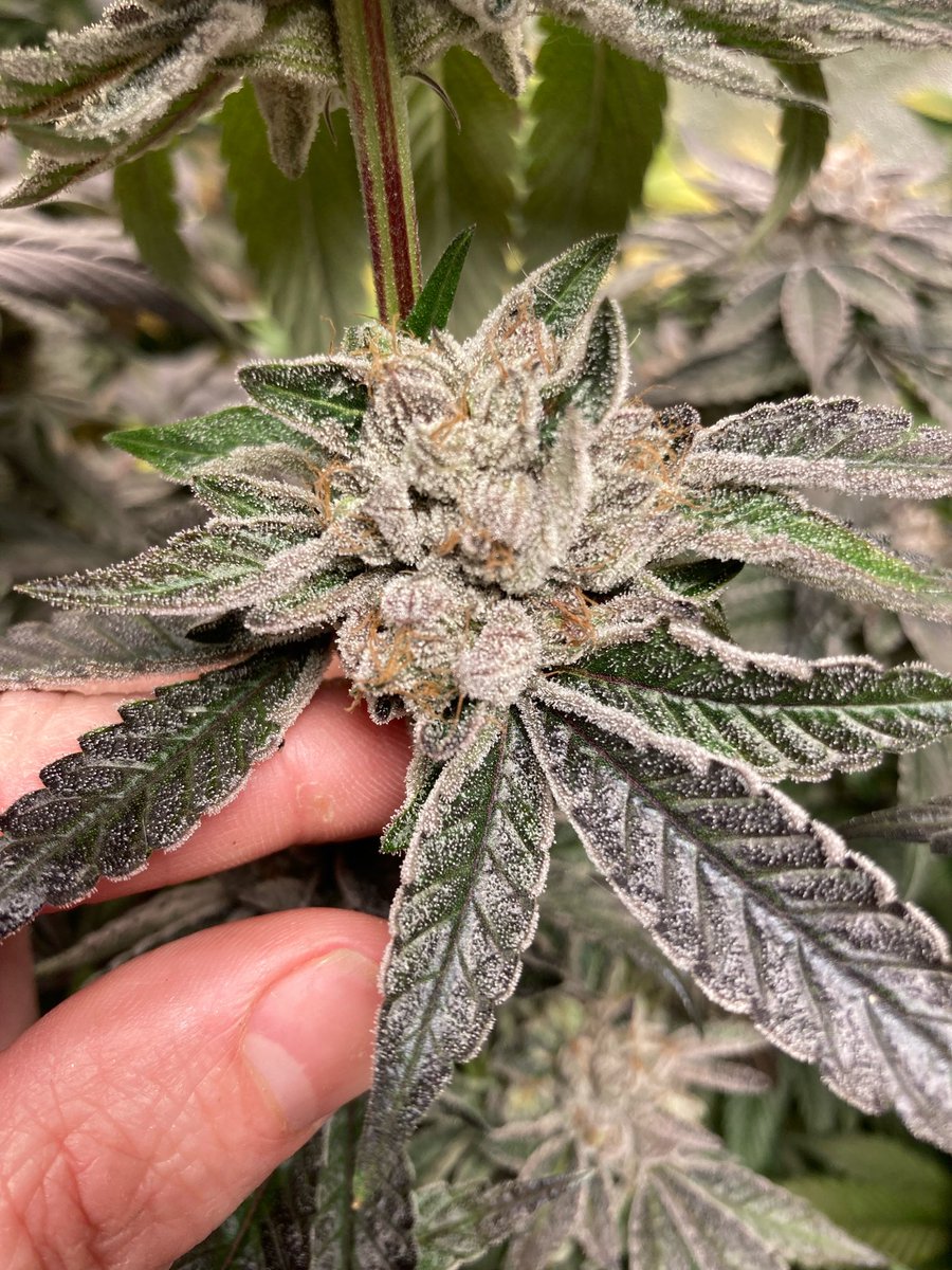 SunsetJohny's tweet photo. GML cut of Death Bubba on harvest. day 70 https://t.co/o3ZIiarhzz