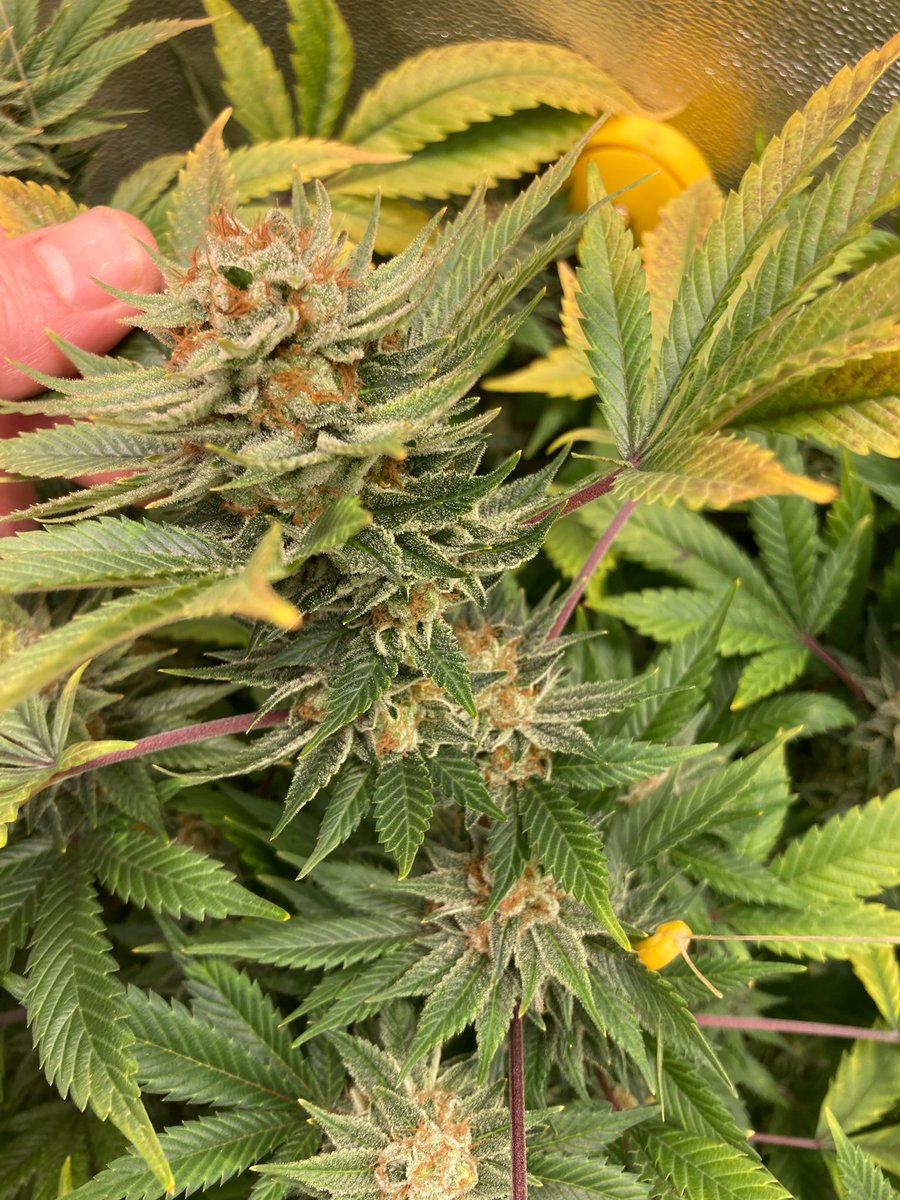 SunsetJohny's tweet photo. Sis Skunk at harvest on day 70. Definitely not my best run with her. I think the Blumat was off in that pot, so it was a bit too wet for her, but she still reeking of BO funk and is greasy as hell. https://t.co/lwbhOGJYD9