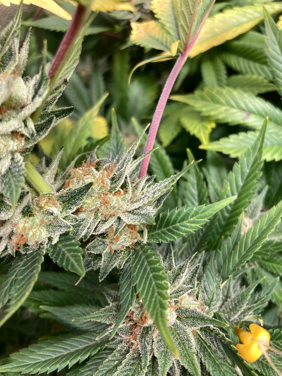 SunsetJohny's tweet photo. Sis Skunk at harvest on day 70. Definitely not my best run with her. I think the Blumat was off in that pot, so it was a bit too wet for her, but she still reeking of BO funk and is greasy as hell. https://t.co/lwbhOGJYD9