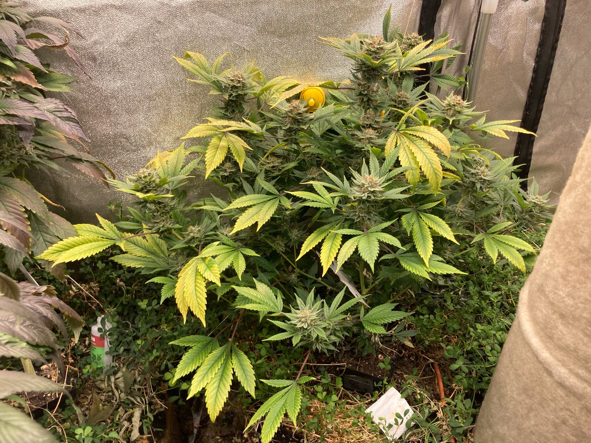 SunsetJohny's tweet photo. Sis Skunk at harvest on day 70. Definitely not my best run with her. I think the Blumat was off in that pot, so it was a bit too wet for her, but she still reeking of BO funk and is greasy as hell. https://t.co/lwbhOGJYD9