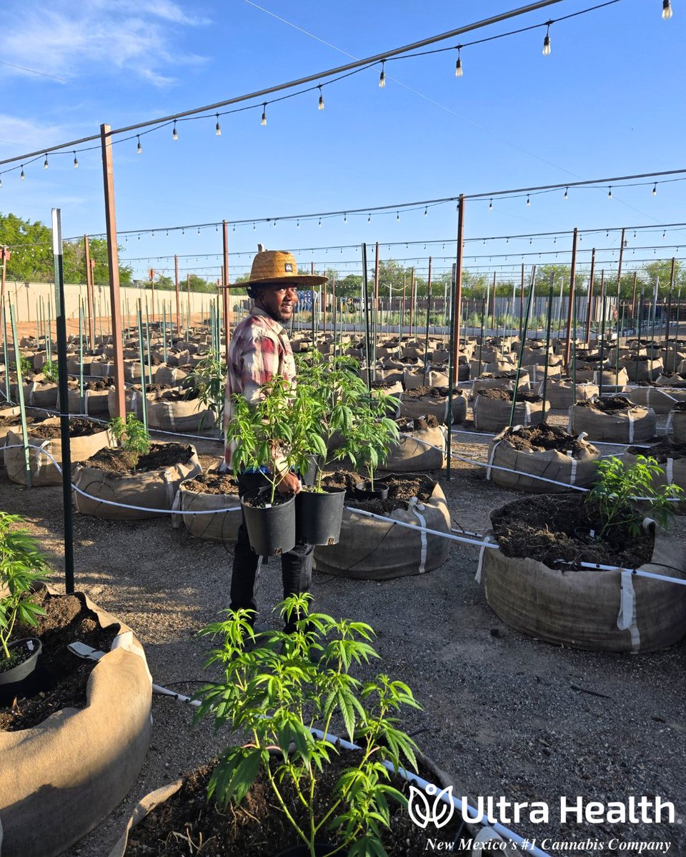 UltraHealthMC's tweet photo. Behind the scenes of yesterday's sacred outdoor sew. 🌱
The whole Ultra family came together for a long day of hard, important work. We're not just cannabis people. We are the salt of the earth farmers.
Thank you Mother Nature for the opportunity to nourish these powerful plants! https://t.co/xOaWCuLk0D