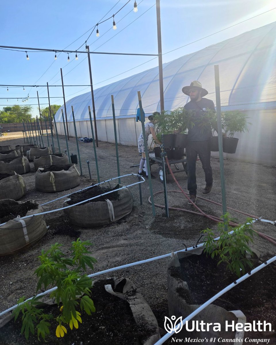 UltraHealthMC's tweet photo. Behind the scenes of yesterday's sacred outdoor sew. 🌱
The whole Ultra family came together for a long day of hard, important work. We're not just cannabis people. We are the salt of the earth farmers.
Thank you Mother Nature for the opportunity to nourish these powerful plants! https://t.co/xOaWCuLk0D