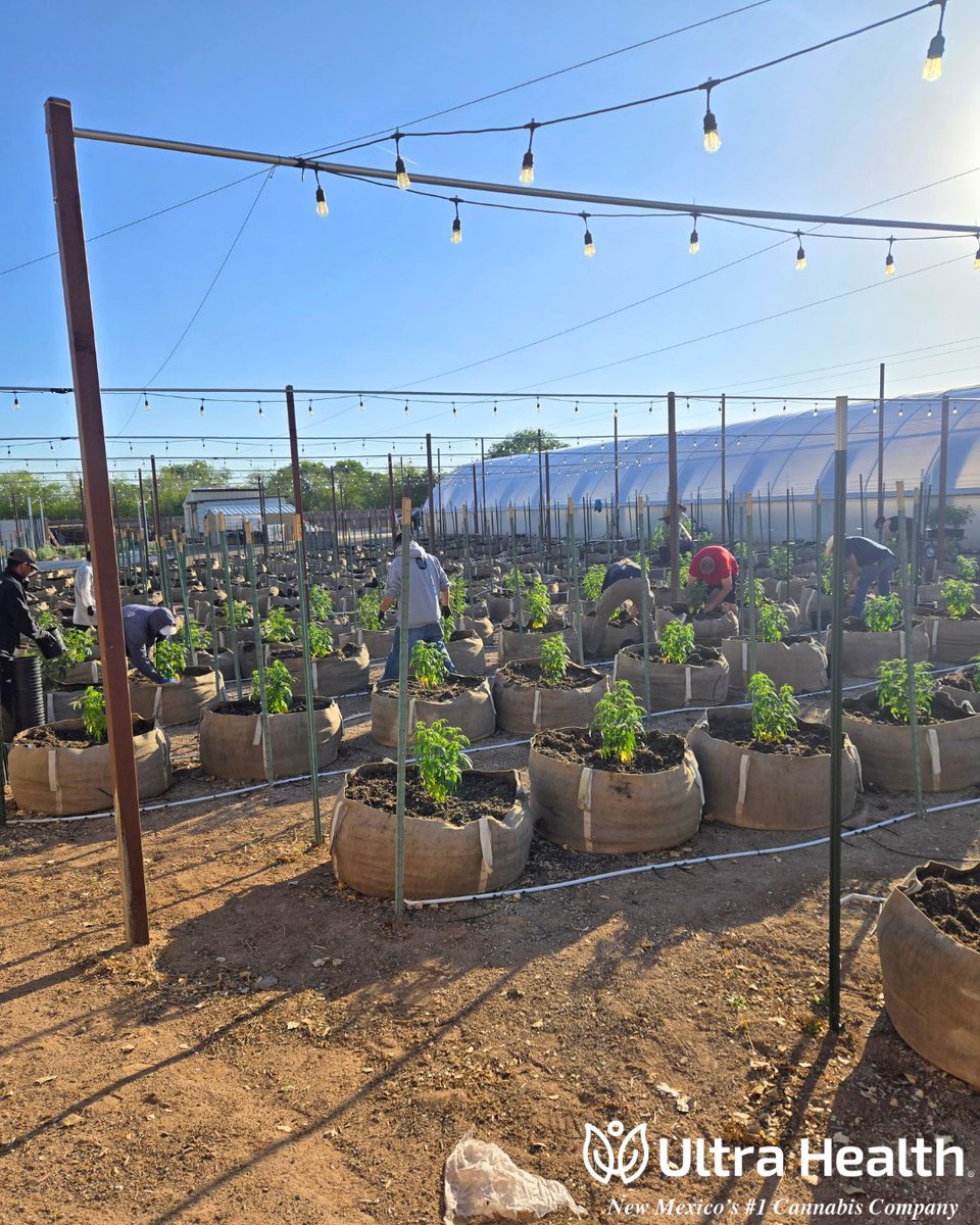 UltraHealthMC's tweet photo. Behind the scenes of yesterday's sacred outdoor sew. 🌱
The whole Ultra family came together for a long day of hard, important work. We're not just cannabis people. We are the salt of the earth farmers.
Thank you Mother Nature for the opportunity to nourish these powerful plants! https://t.co/xOaWCuLk0D