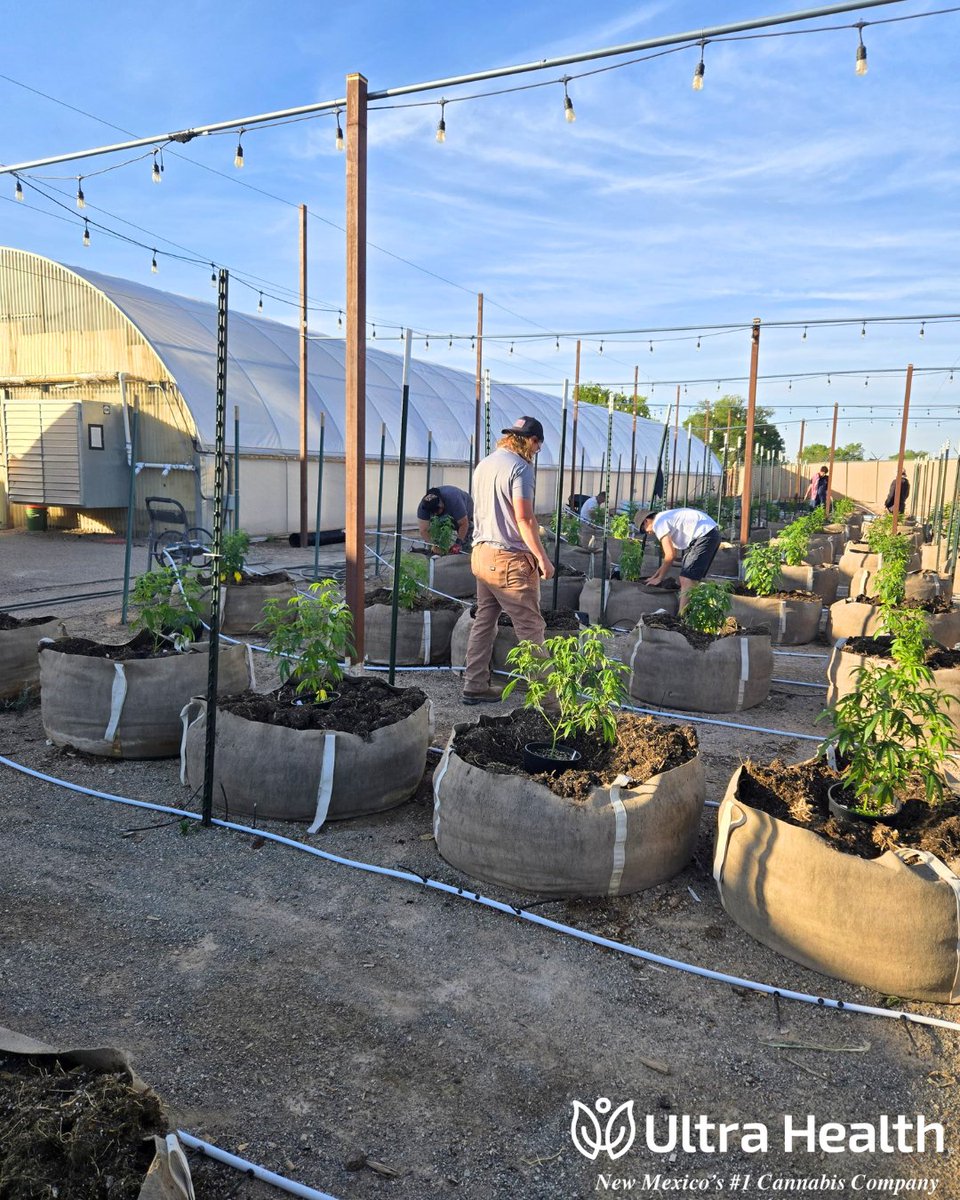 UltraHealthMC's tweet photo. Behind the scenes of yesterday's sacred outdoor sew. 🌱
The whole Ultra family came together for a long day of hard, important work. We're not just cannabis people. We are the salt of the earth farmers.
Thank you Mother Nature for the opportunity to nourish these powerful plants! https://t.co/xOaWCuLk0D