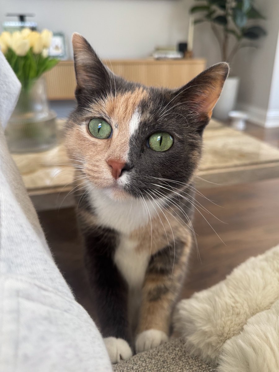 blossomthecat tweet media