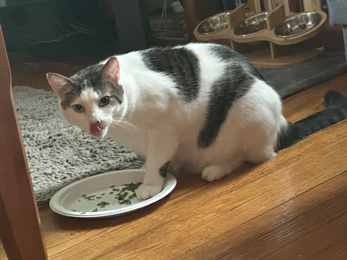 SchroderStark's tweet photo. 😻 Daddy just got home and he picked some fresh #Catnip for me, Yumm 😻

#CatsofTwitter #CatsOfX https://t.co/54mWSZmbjD