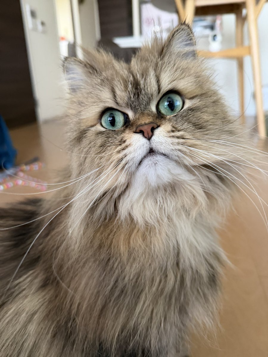 HELLO🐱さん&climbing_bird🦅 tweet media