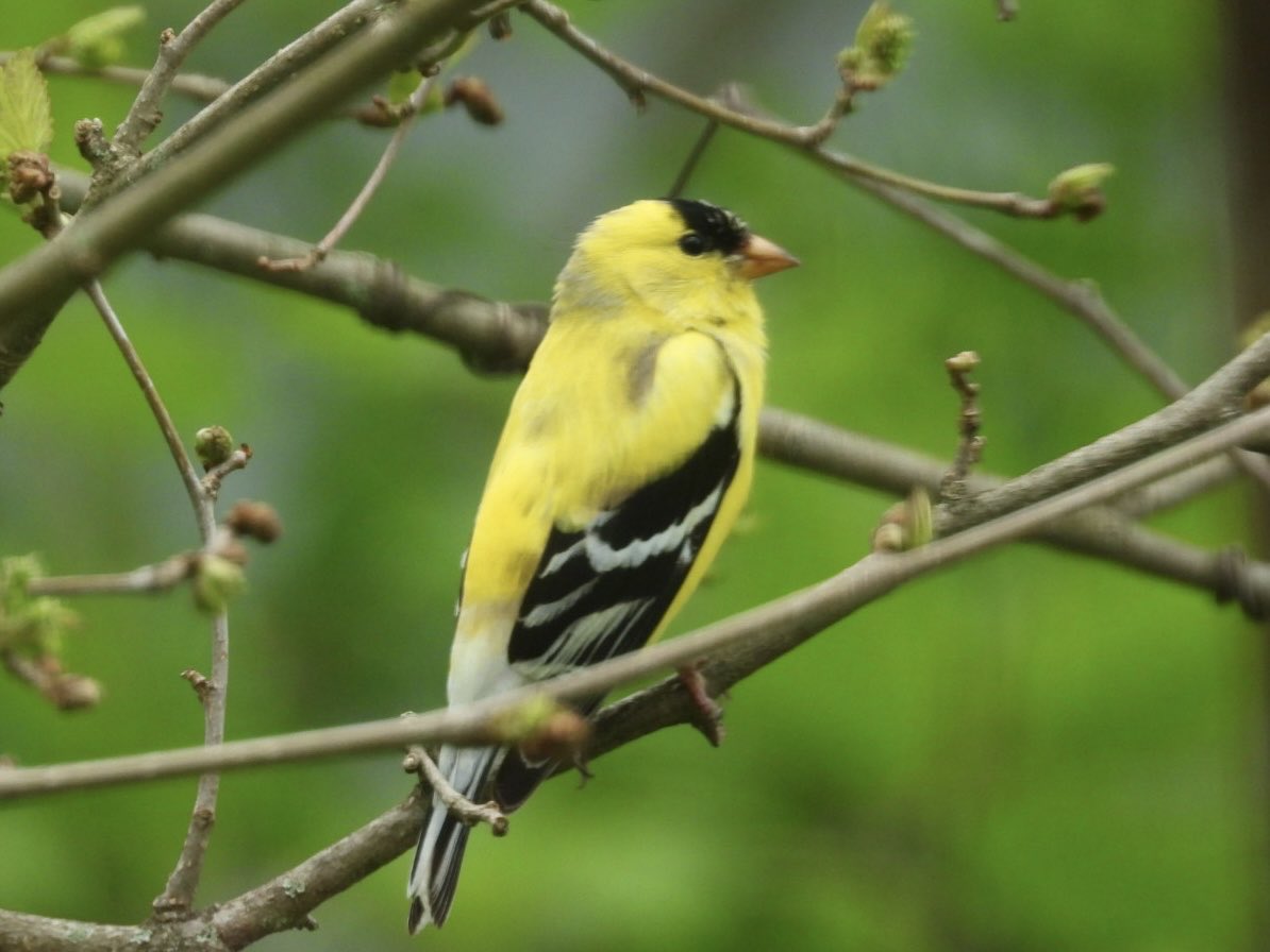 dmasonis's tweet photo. Male Goldfinch https://t.co/3092KN4CpE
