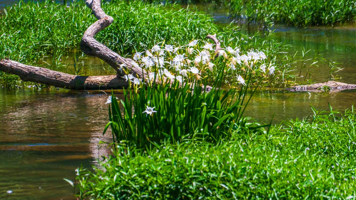 CahabaDave's tweet photo. Today at Cahaba National Wildlife Refuge near West Blocton Alabama. Lilies are in bloom. @simpsonWVTM13 https://t.co/whgpBxKKGG