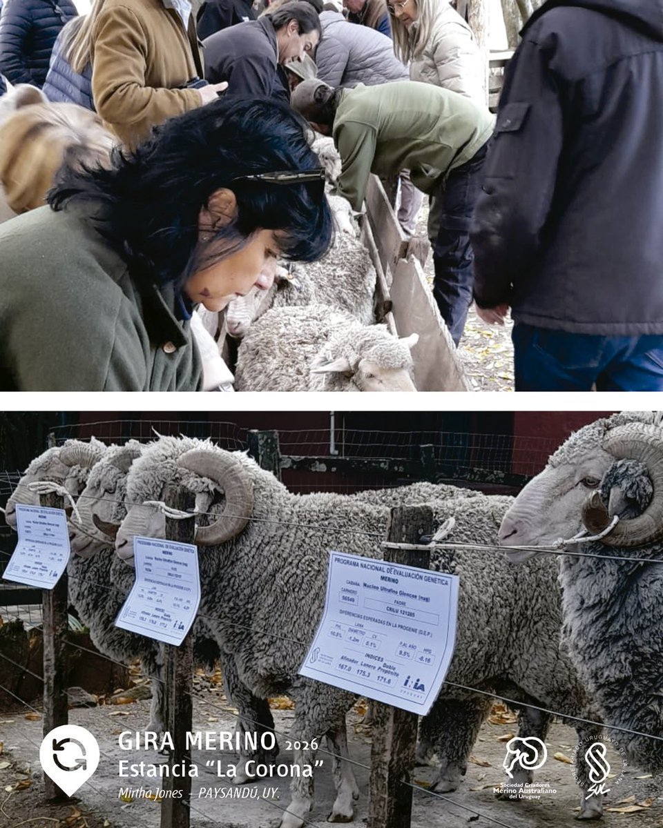 MerinoUY's tweet photo. Continuamos la gira de @merinouy por 🤝🐑 📍 Estancia “LA CORONA” | Mirtha Jones https://t.co/aXNyTwmvV8