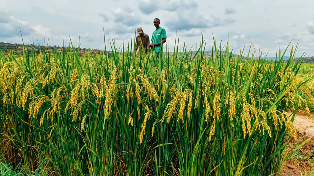 HoReCo_Rw's tweet photo. Kigoli Rice Variety (V30) under seed multiplication in Rugende Lot 4, COMSS/Rugende Cooperative, is demonstrating strong field performance &amp; high yield potential this season. 
Appreciation goes to our agronomists working closely with farmers to keep the scheme thriving and green. https://t.co/Oqm61QcfS1