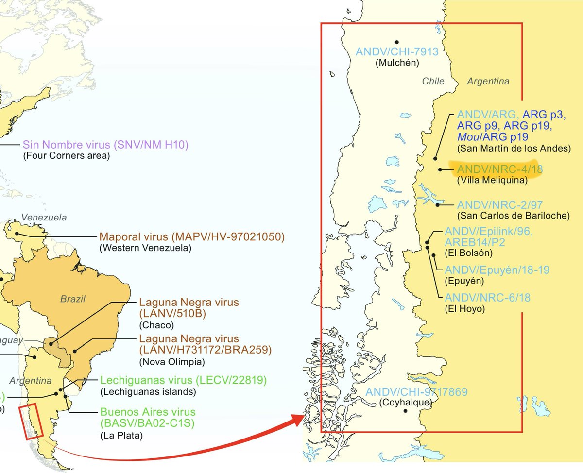 danwalker9999's tweet photo. @yaneerbaryam The MV Hondius variant of Andes hantavirus is closely related to variants reported from along that Hwy 40 corridor, especially ANDV/NRC-4/18 (Villa Meliquina, 2018, sample from human).
↙️https://t.co/J75KMIWrvz
↘️https://t.co/iUyJ2NphiD https://t.co/AwwFJSdiUR