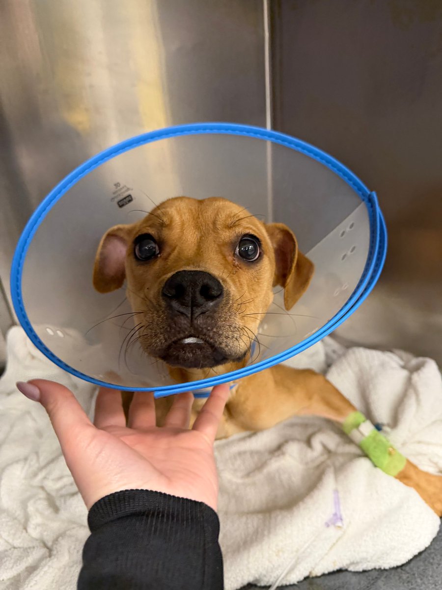 WeRateDogs tweet media