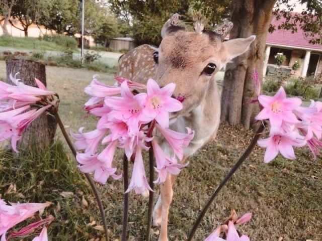 softly magical°🦢♡ tweet media