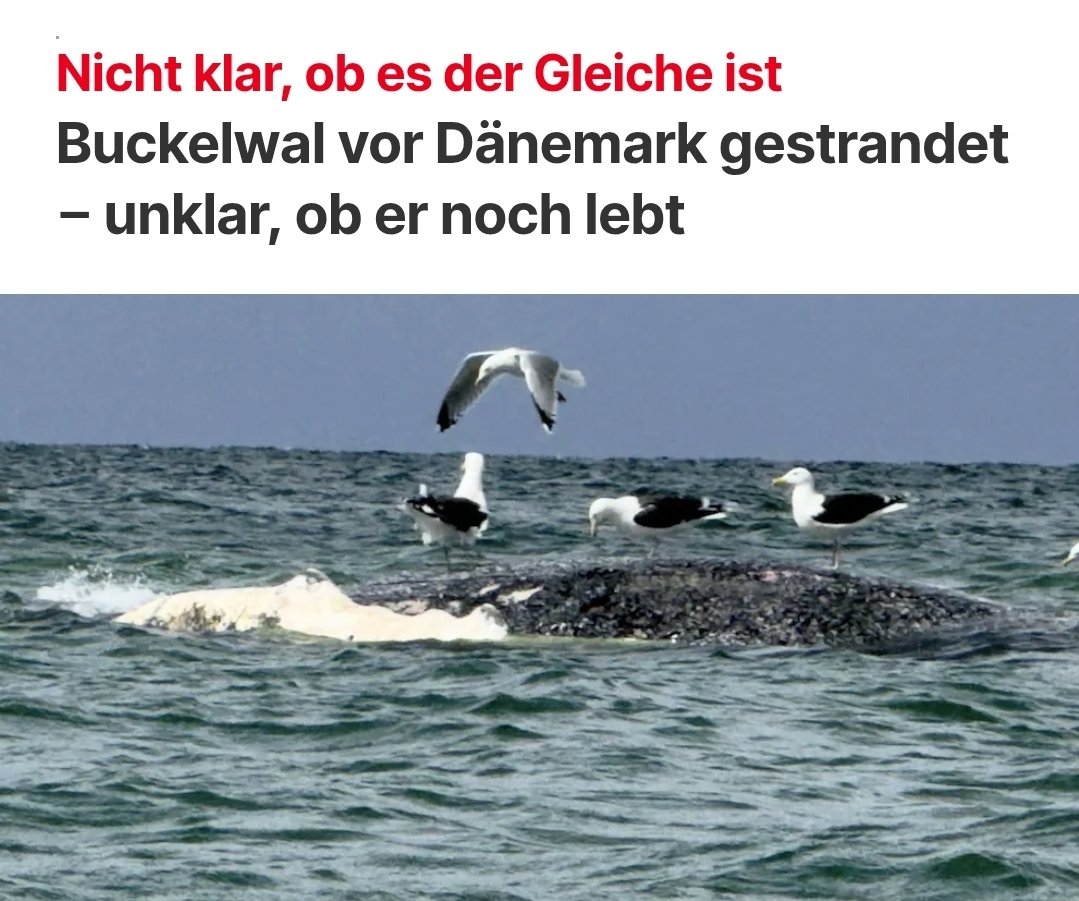 VolkerKetzer tweet media