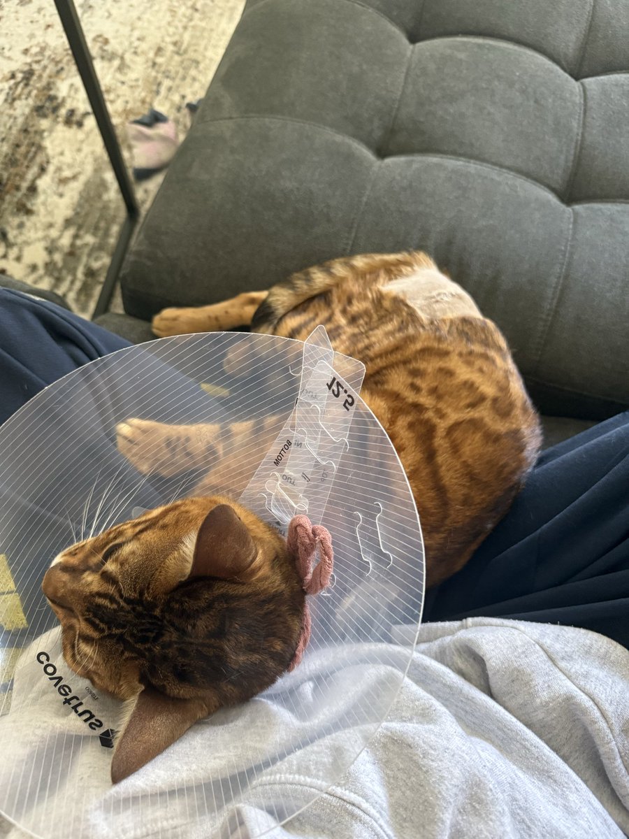 aaronvulcher's tweet photo. Heart hurts so much that he doesn’t know why he’s in pain but so feel loved that he needs to curl up with me to feel better https://t.co/vg0hVCIyeV