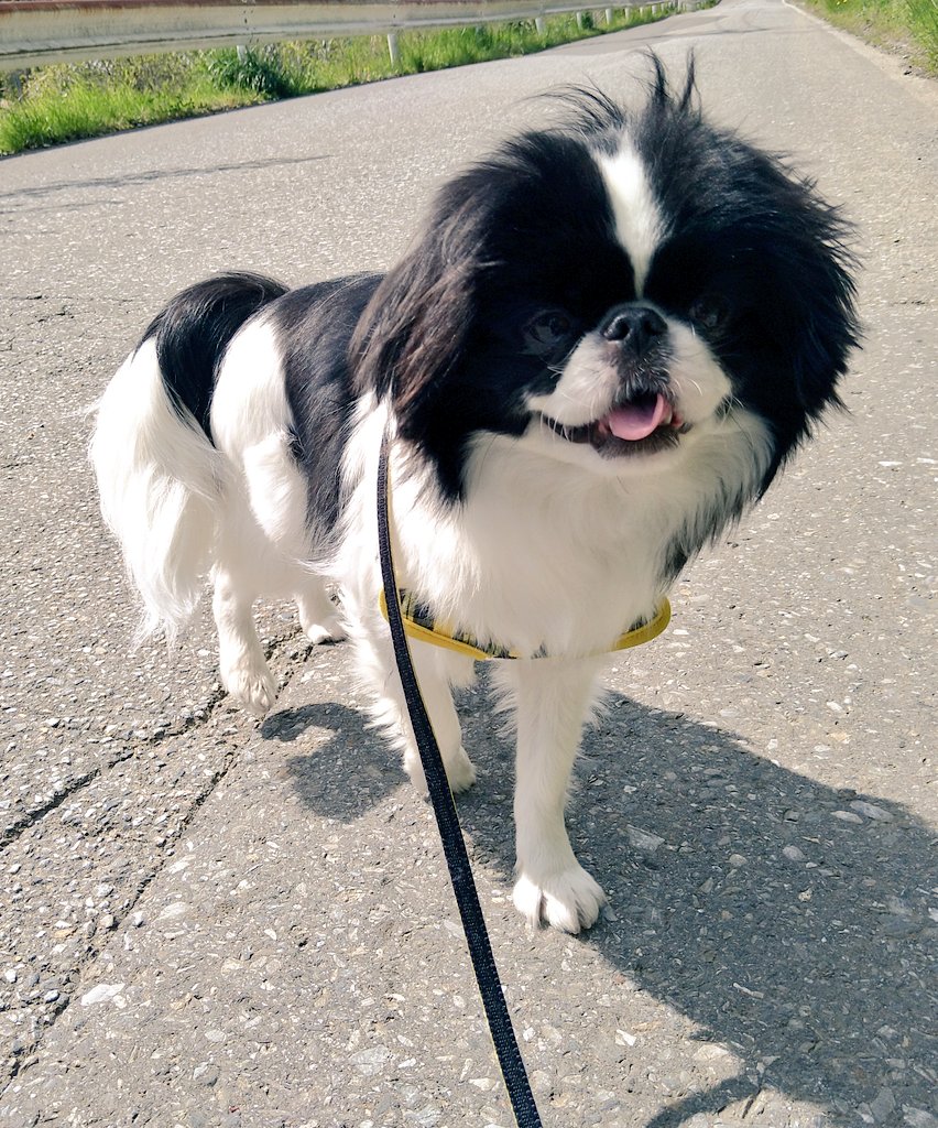 iwate_rt221's tweet photo. パパへ！
新しいお家で幸せになってね♪
いつかどこかで会おうね😌 https://t.co/j3WzogN00b