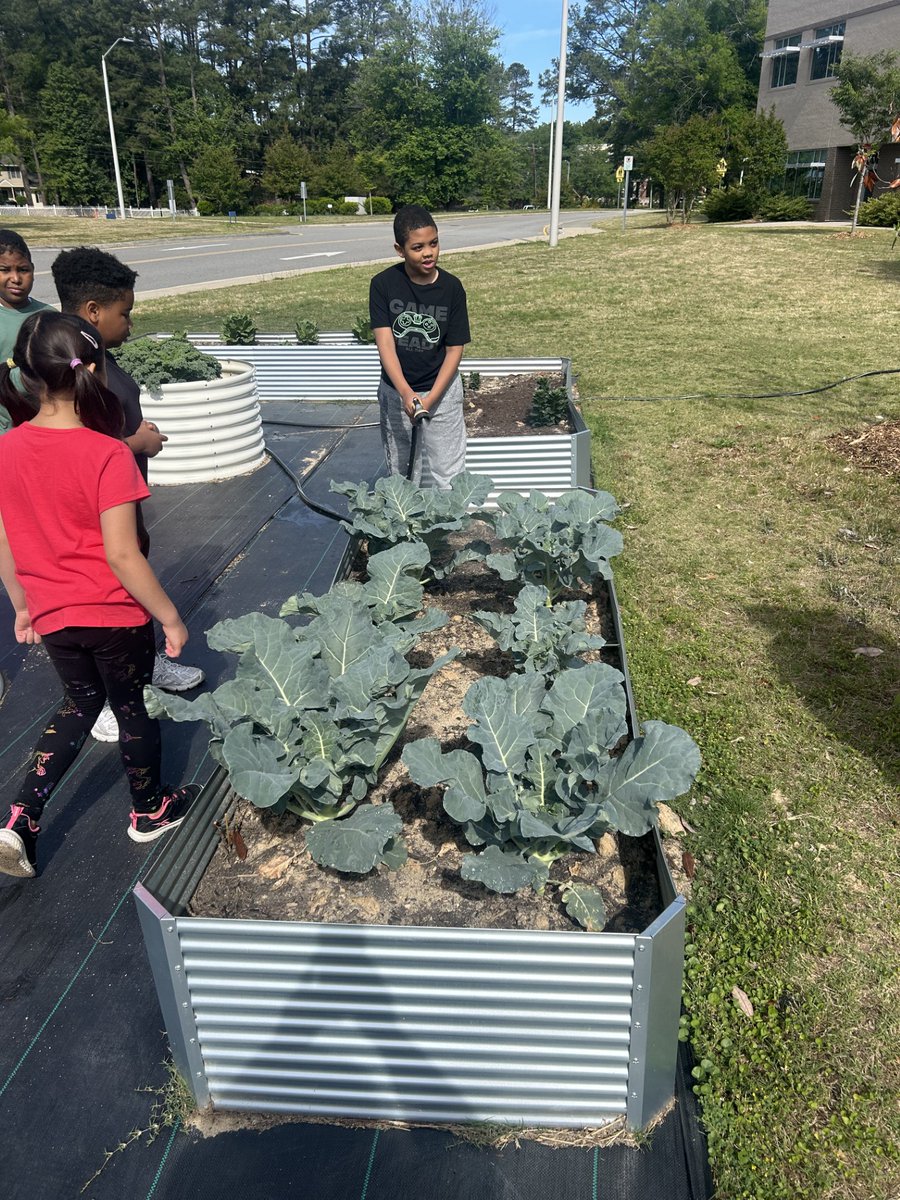 tshillings's tweet photo. Awesome job by @MrsBerned 's class in their planting and growing of their garden. Its great to see its first harvest! Thank you to Whole Foods Foundation for the grant to make this possible! @NorthRidgeES @NorthernAreaWC https://t.co/UKiRXdyTrC