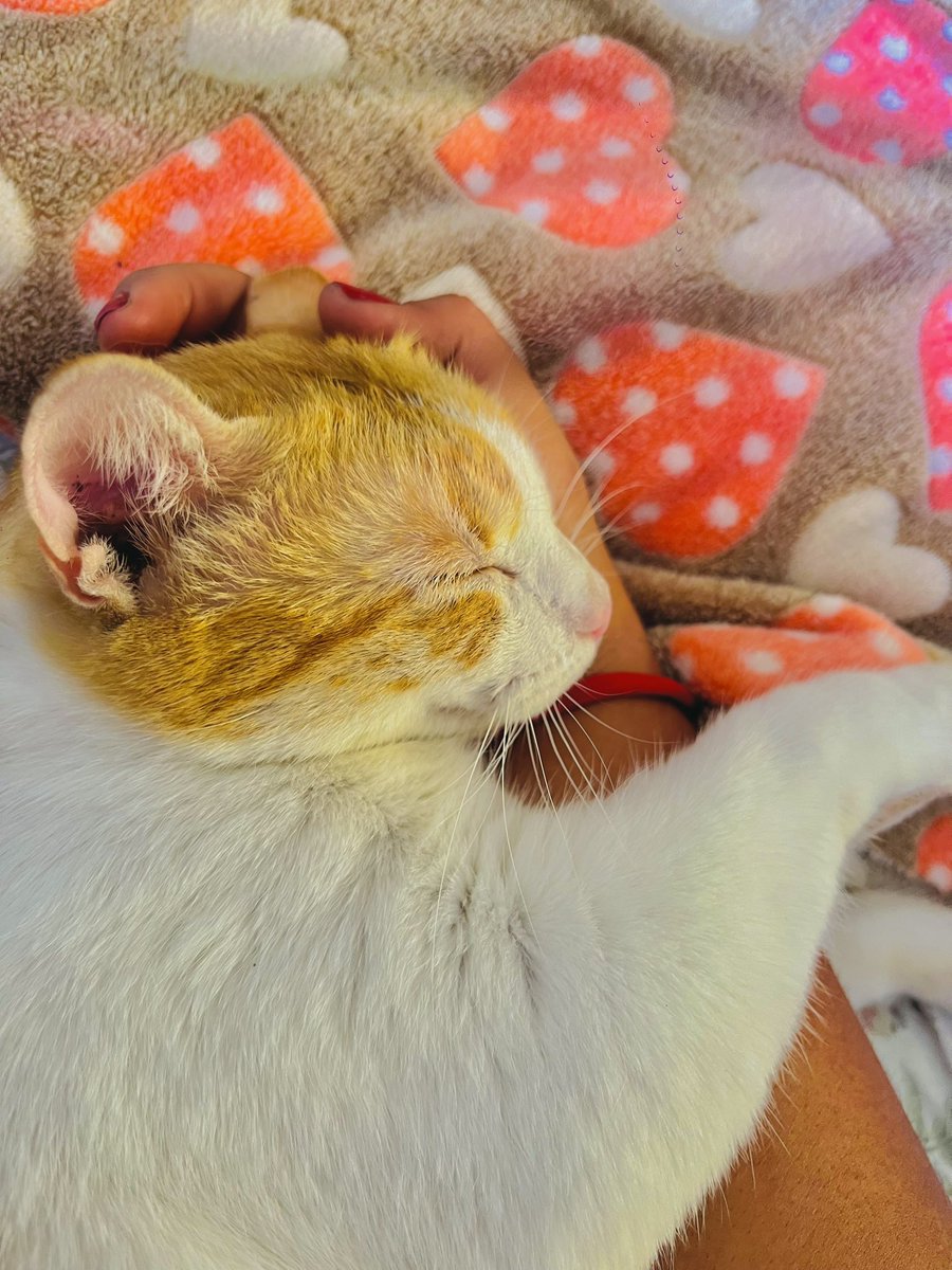mxss64's tweet photo. Como dicen que los #gatos no son cariñosos ni aman de verdad cuando:

Te ven limpiar su palacio mientras ellos toman una siesta en su cama (tú cama), de ratos supervisan hasta que deciden despertar y buscarte, te ven descansar, corren y se acurrucan.

Que más quieren? https://t.co/oZ02Nwy7OA