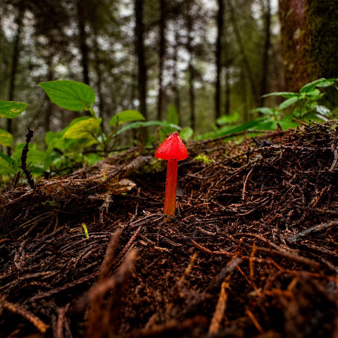 ParqueArvi's tweet photo. 🧵1️⃣

¡Conoce al guardián rojo del @ParqueArvi! 

🍄Se llama Higrocibe Cónico, pero en el bosque lo conocemos como el "Sombrero de Bruja" 🧙‍♀️🪄. Su color rojo vibrante es simplemente magnético y parece sacado de un cuento de hadas 🔴🔥🌿 https://t.co/MXdLijEPyH