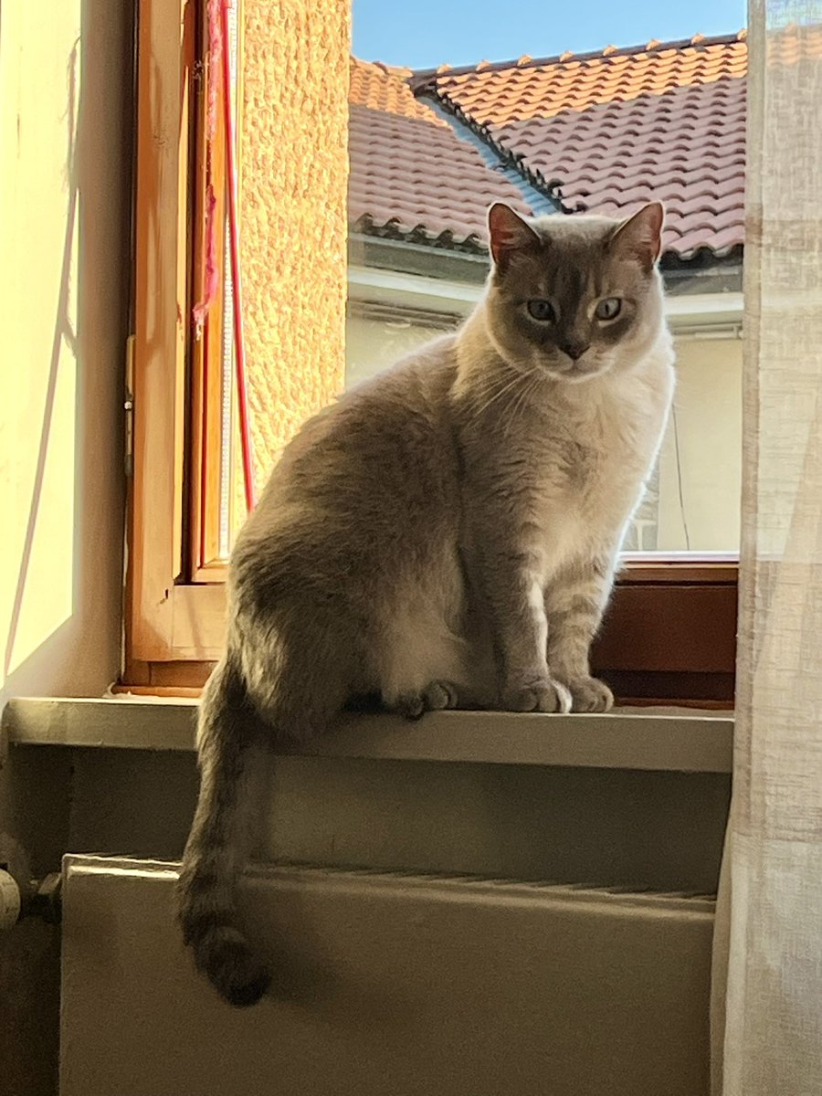 bubushka1985's tweet photo. @hoshanghae Secondo me sono parenti con il mio Karma (auguri 🐱) https://t.co/mk3Zx8ri8E