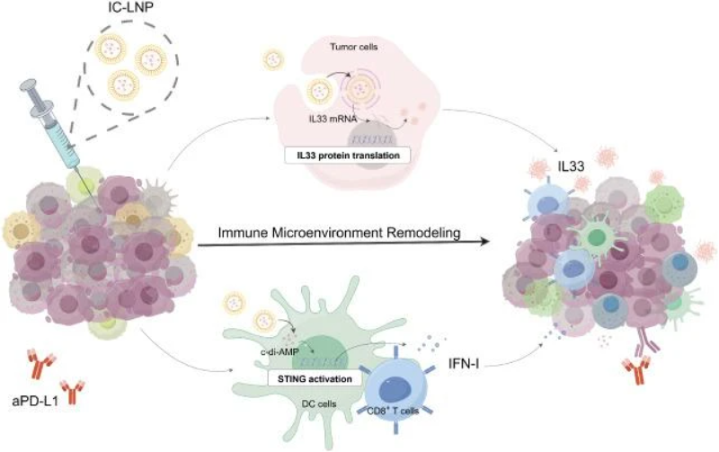 MammaryCell's tweet photo. This study provides a basis for further development of combination immunotherapy strategies for poorly immunogenic breast cancer, including strategies to improve responses to checkpoint blockade.

@JNanobiotech | https://t.co/DH9MRN0YbK https://t.co/wTCThwqC40