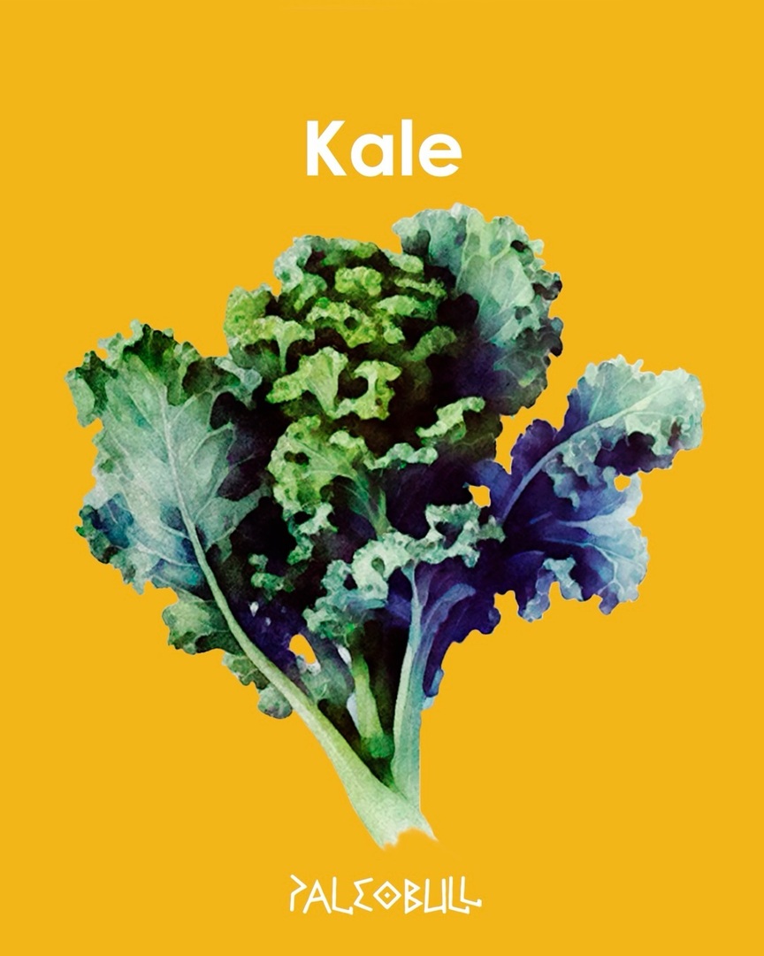 paleobull's tweet photo. ¿Conoces el KALE?
Este vegetal pertenece a la familia de las verduras crucíferas, al igual que el brócoli, los grelos, la coliflor y las coles de Bruselas.

¿Y por qué se ha convertido en un #IngredientePaleobull? Muy sencillo: con los años se han descub… https://t.co/0lLgtih4MO https://t.co/D7aFTvrV6O