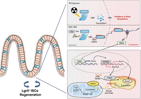 Intestinal Cell News tweet media