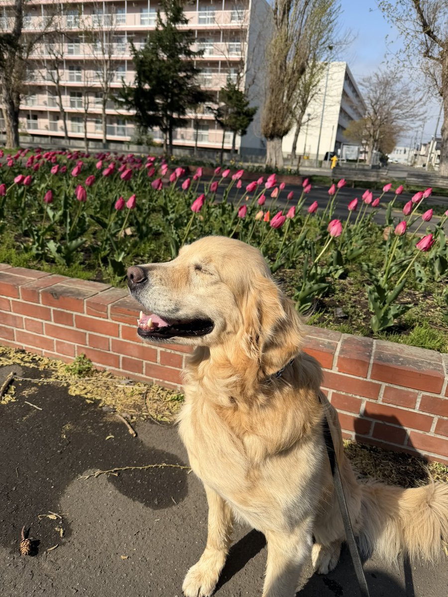 レン🐶ゴールデンレトリバー tweet media
