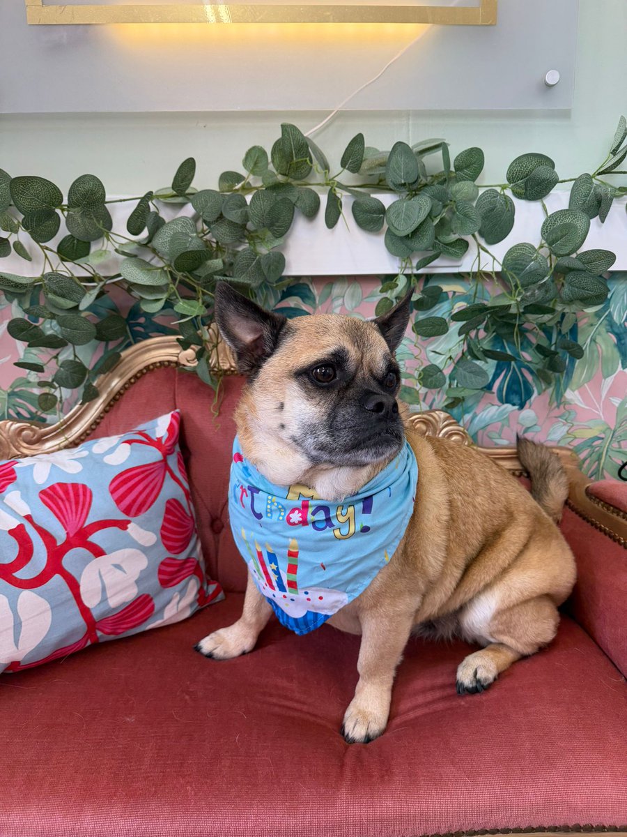KLEvans89's tweet photo. 🎉 Charlie turns 6 today &amp; is still filing formal #complaints about the public humiliation he suffers in this house 😂
Don’t let the face fool you. Sir Charles got chauffeured to the #pawdressers for a #spa moment
1 year older, 0 years wiser, &amp; fully done with my #nonsense 💙🐾 https://t.co/SHRhbs4VXy
