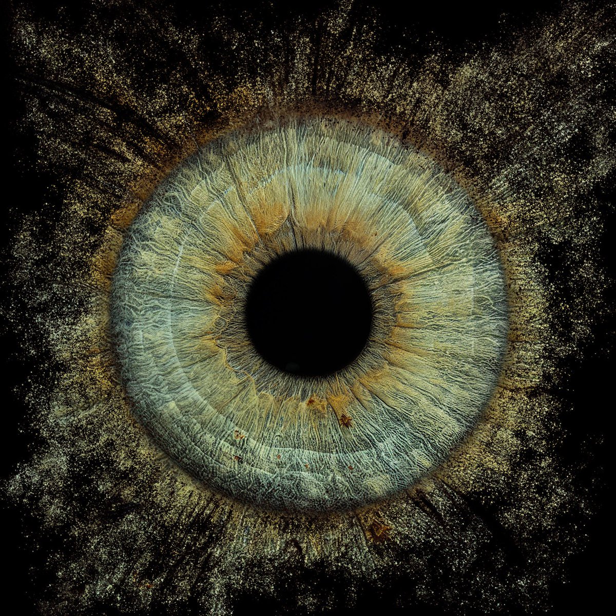 Scio_Eye's tweet photo. 📷 Every eye holds a universe of details, colors, and energy.
Your iris is more than a photo — it’s your identity, transformed into something timeless.
📷 Your Iris. Your Art.

#IrisPhotography #EyeArt #UniqueArt #PersonalizedArt #CustomArt #GiftIdeas #UniqueGift #CreativeGift https://t.co/LefnxkngIp