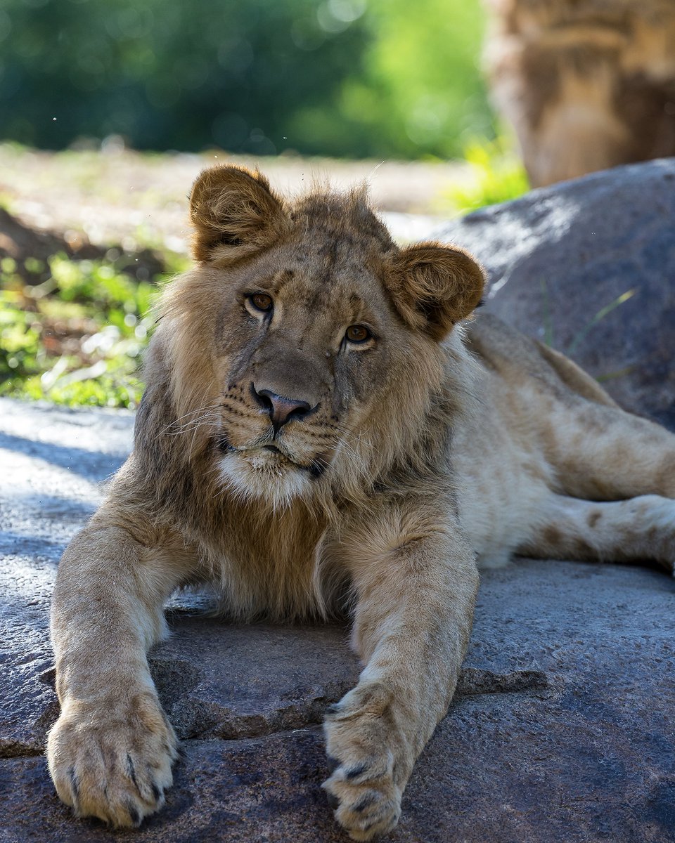 sandiegozoo's tweet photo. Eras of Ernest 🦁 https://t.co/ifxAMWoYSw