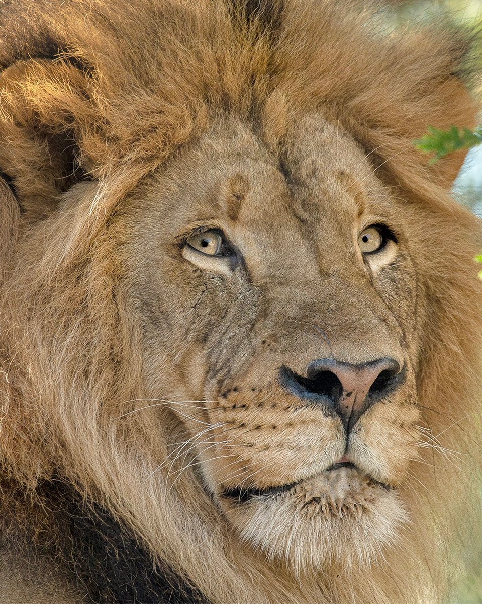 sandiegozoo's tweet photo. Eras of Ernest 🦁 https://t.co/ifxAMWoYSw