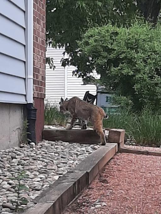 HomeHeatingInc's tweet photo. A/C service call status: unit fixed… adrenaline activated. 🐾😂

Photo credit to our technician, Carlos, who was out on a service call near Cheyenne Mountain when this bobcat jumped over a fence and right over his shoulder. Apparently in Colorado, bobcats make house calls too. https://t.co/4y8KupcufY