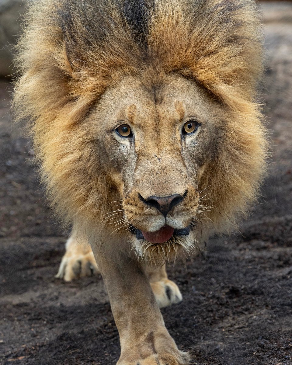 sandiegozoo's tweet photo. Eras of Ernest 🦁 https://t.co/ifxAMWoYSw
