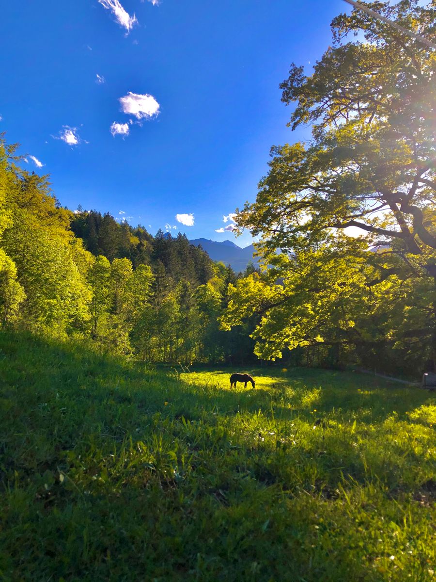 greenvibe's tweet photo. Beautiful spring meadow bathed in golden sunlight. https://t.co/9CeDIxeoY9