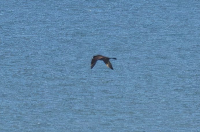 VideosWildlife's tweet photo. Whilst waiting for the eastern subalpine warbler at BEACHY HEAD to appear this dark morph POMARINE SKUA (STERCORARIUS POMARINUS) flew past which was a very nice surprise as I haven’t seen one in a good few years

@BirdGuides @SussexWildlife @SussexBirding #BirdsSeenIn2026 https://t.co/xdZoCWgQwH