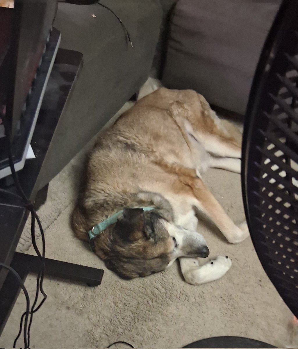 Veonoss's tweet photo. We had to put down our baby boy today. He was in pain from a mass on his liver and wasn't eating. Instead of prolonging his pain we decided to let him join his sister to play together in doggy heaven. Clyde is the golden blonde. https://t.co/wKv4ysatCL
