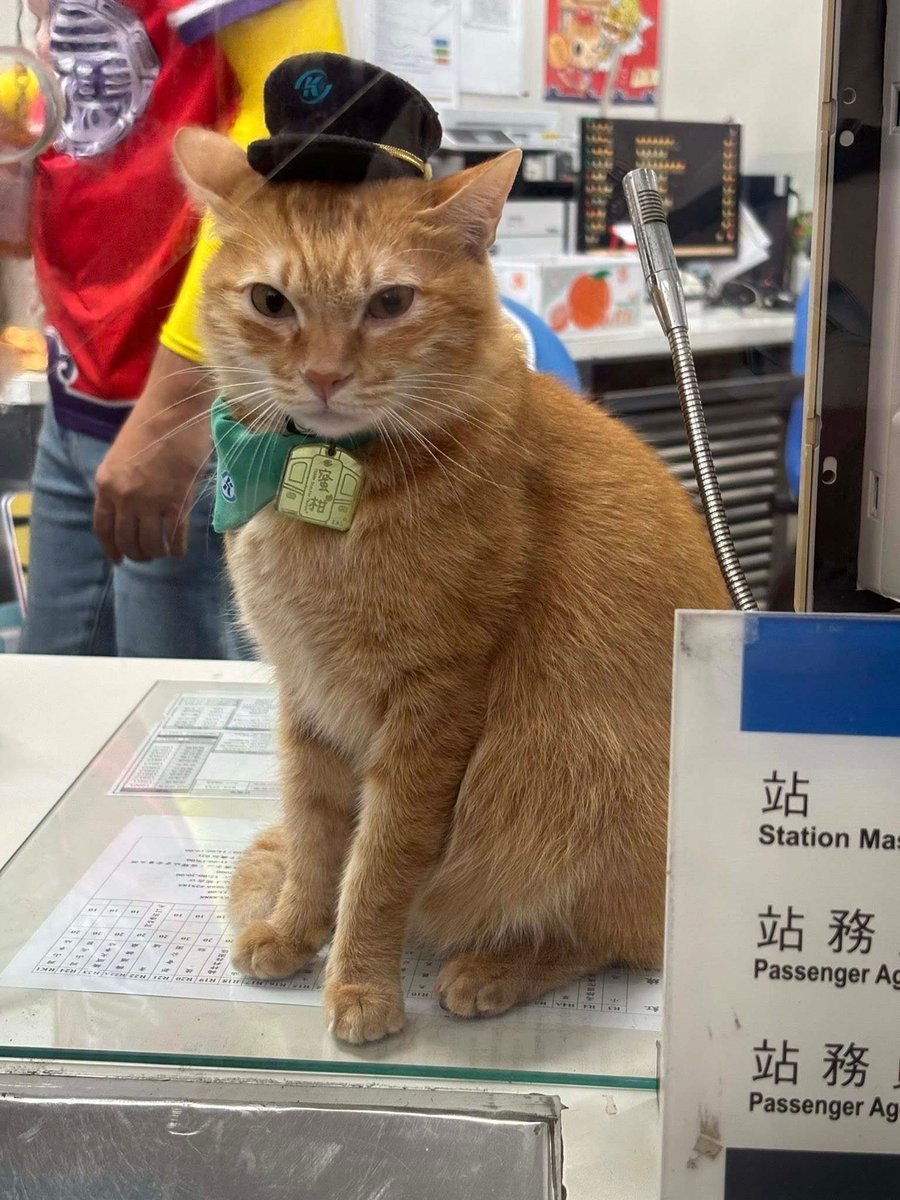 cats with jobs 🛠 tweet media