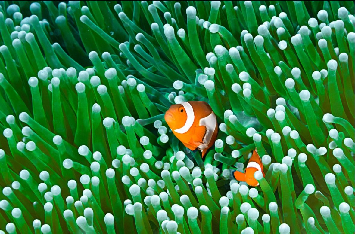 Earth tweet media