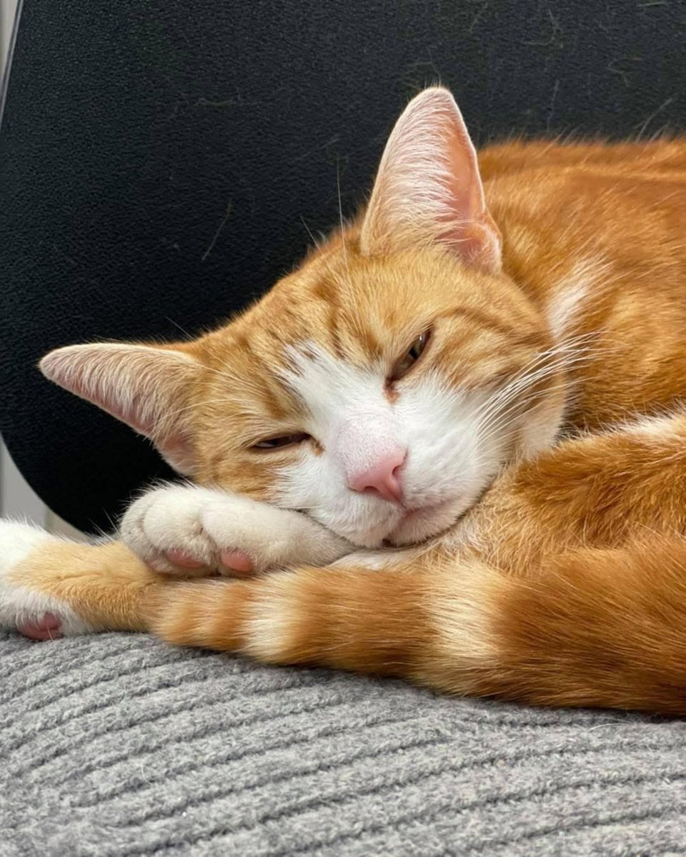 George The Stourbridge Junction Station Cat tweet media