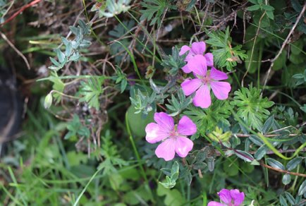 Phytotaxa updates tweet media
