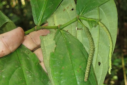 Phytotaxa updates tweet media