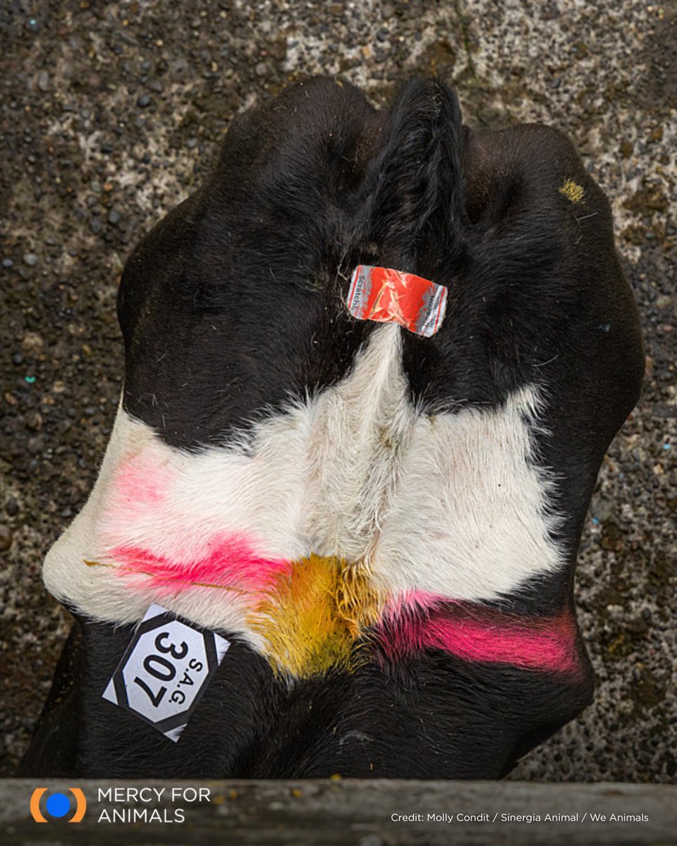 Mercy For Animals tweet media