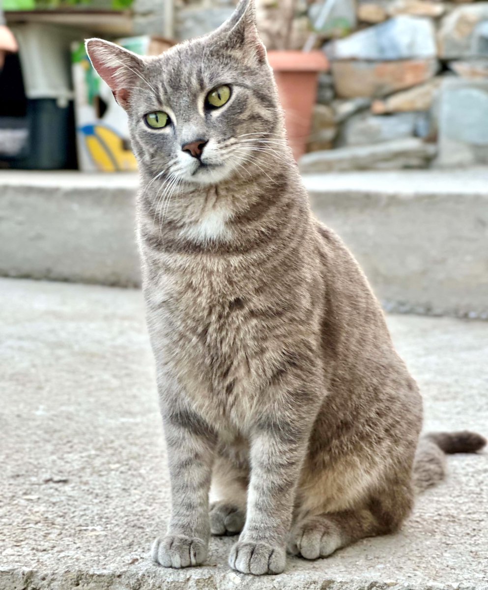 Cats of Iraklia tweet media