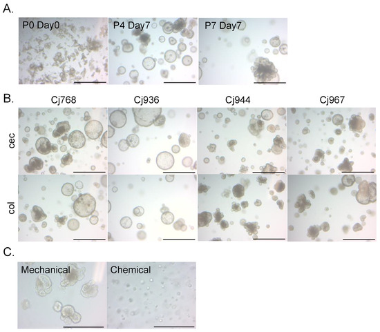 Organoids MDPI tweet media