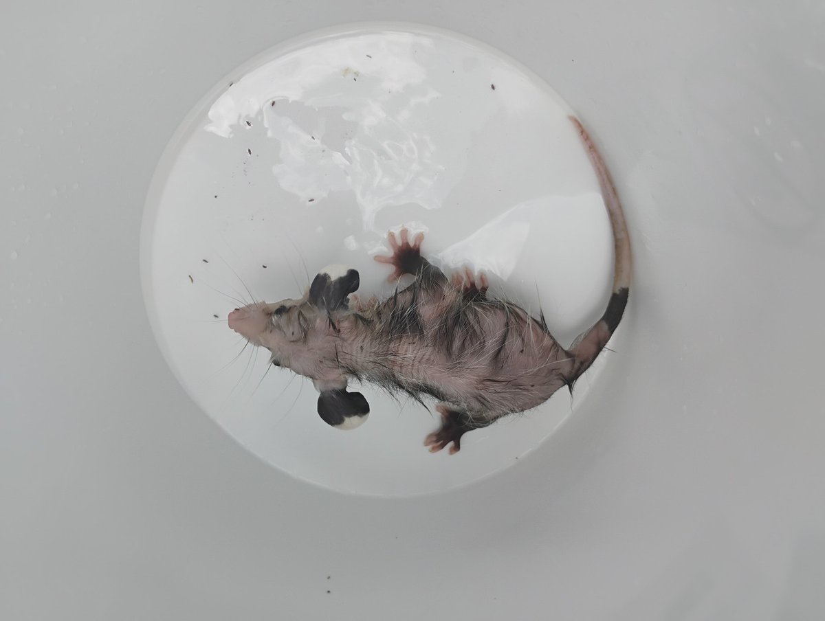 Dino_Tendies's tweet photo. This little possum was covered in fleas and needed cleaned up. https://t.co/BtV5Ig9Evk