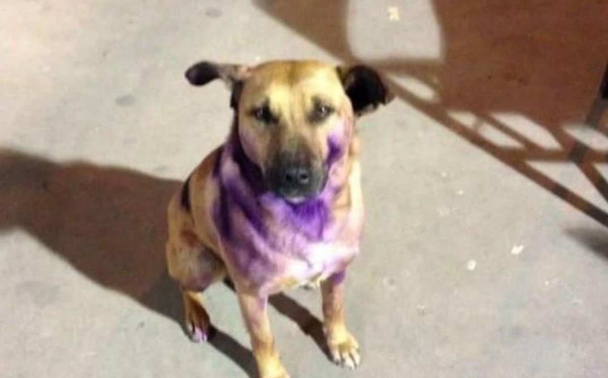 bacilo2204's tweet photo. Ni el perro se salvó de #ClaraBrugada también lo pintaron de #Morado 

#CDMX #Metro #Metrobus #EstadioBanorte https://t.co/QHpsmxSCQl